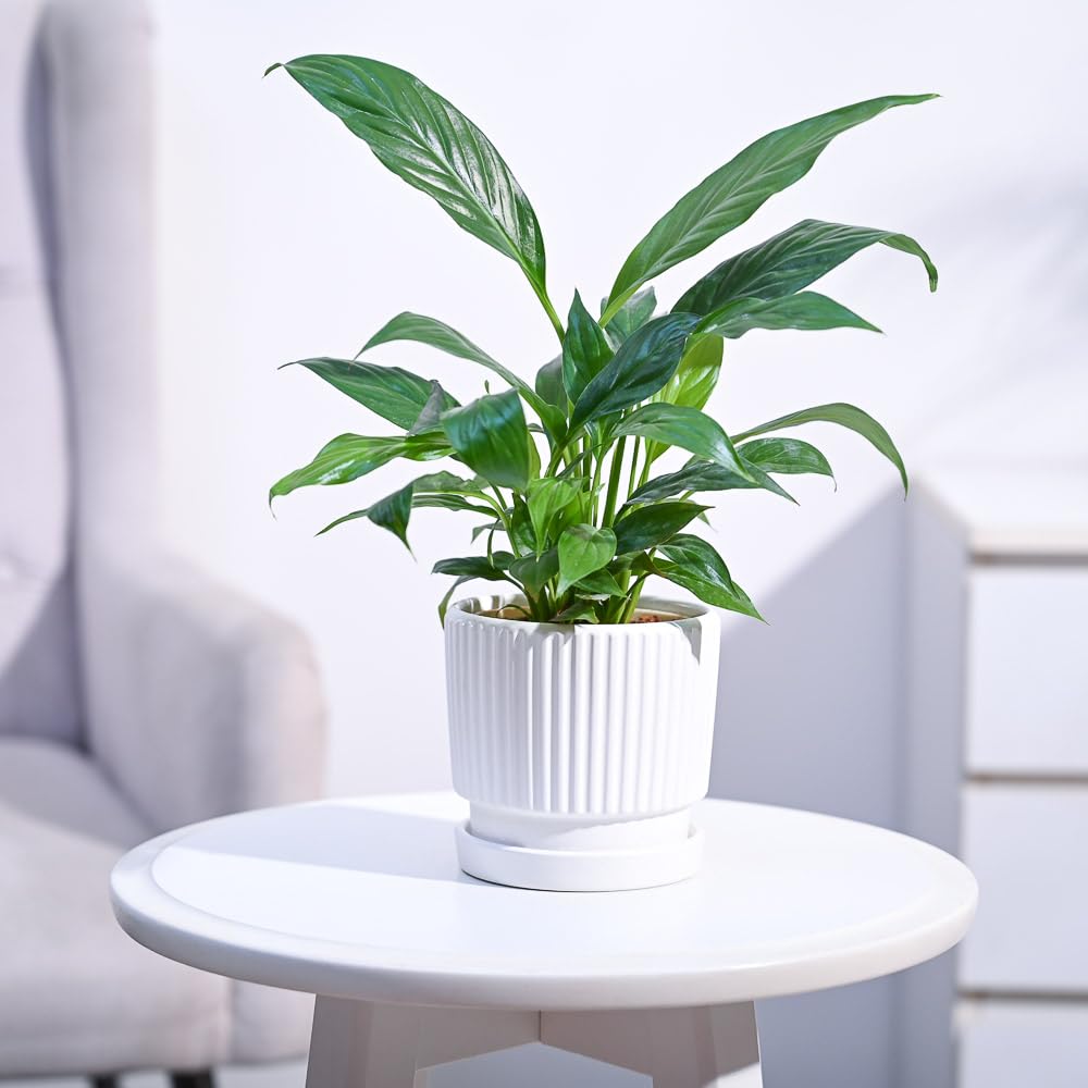 Ugaoo Peace Lily Live Indoor Plant for Living room (Spathiphyllum Plant) with Roma Ceramic pot (White, Small)-image-39
