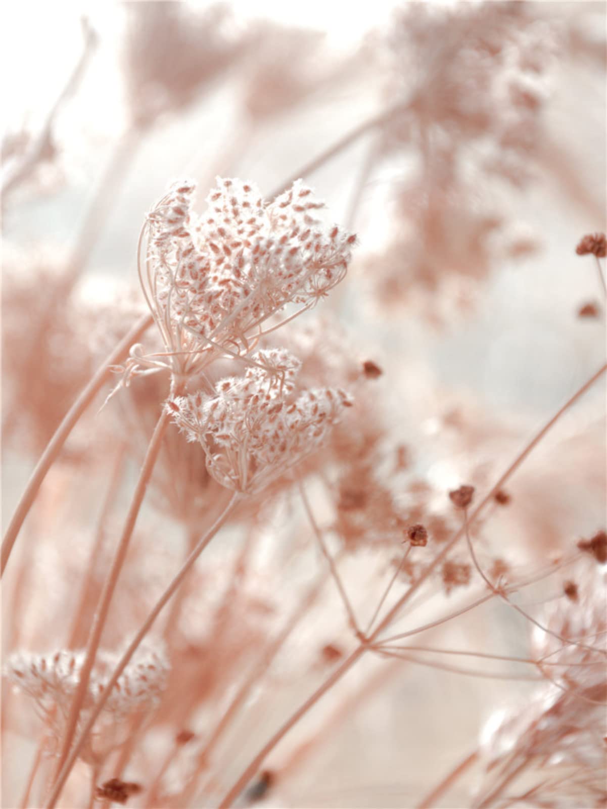 Lavendel Deko TROYSINC 3er Set Klein Frisch Poster, Blumen Feder Bilder,  Stilvolle Wandbilder, Ohne Rahmen Poster, Bilder Wohnzimmer Schlafzimmer  Deko (40 X 50 Cm Poster 40x60, image size:1201x1601