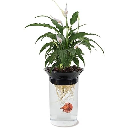 Penn-Plax Aquaponic Betta Fish Tank Promotes Healthy Environment for Plants and Fish