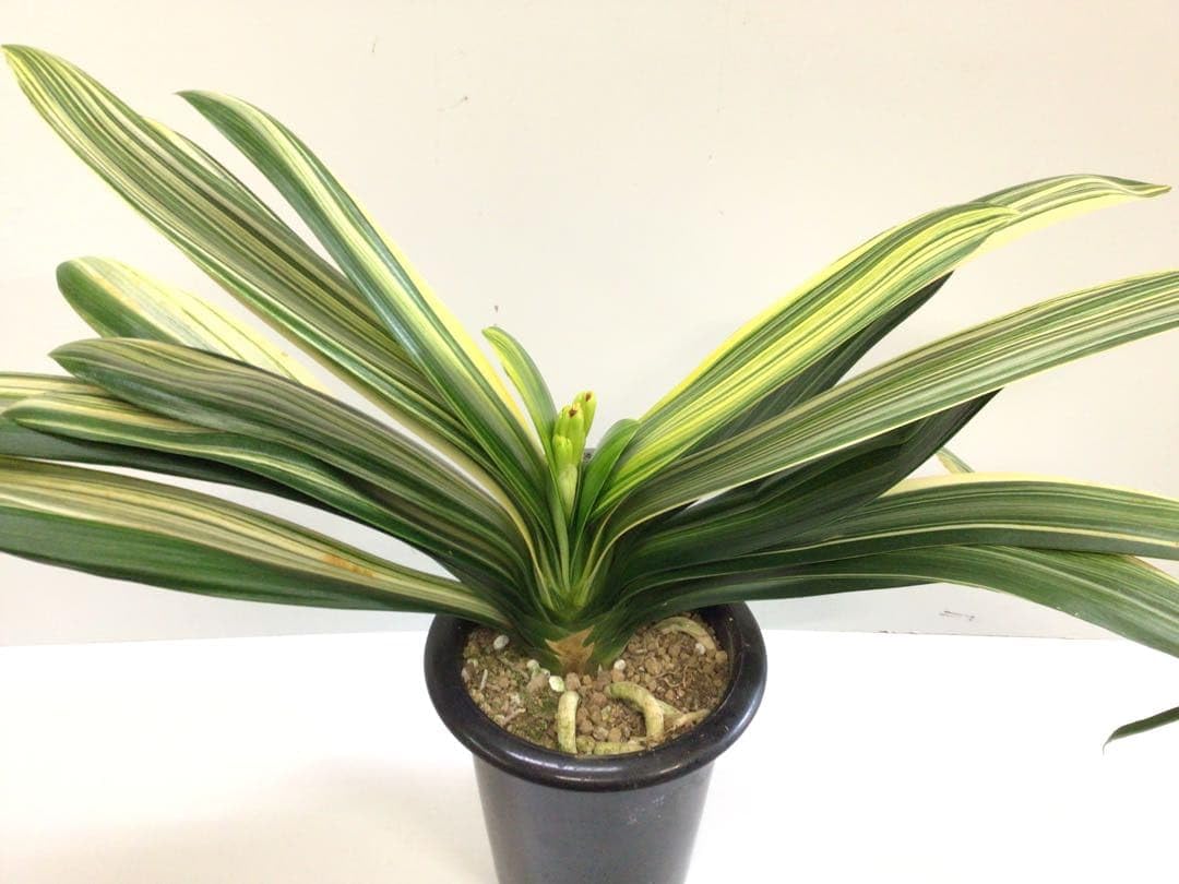 観葉植物　珍しい斑入り君子蘭 大株 Amazon.co.jp: 極上品?? 斑入りがとても綺麗なだるま君子蘭6号鉢 花
