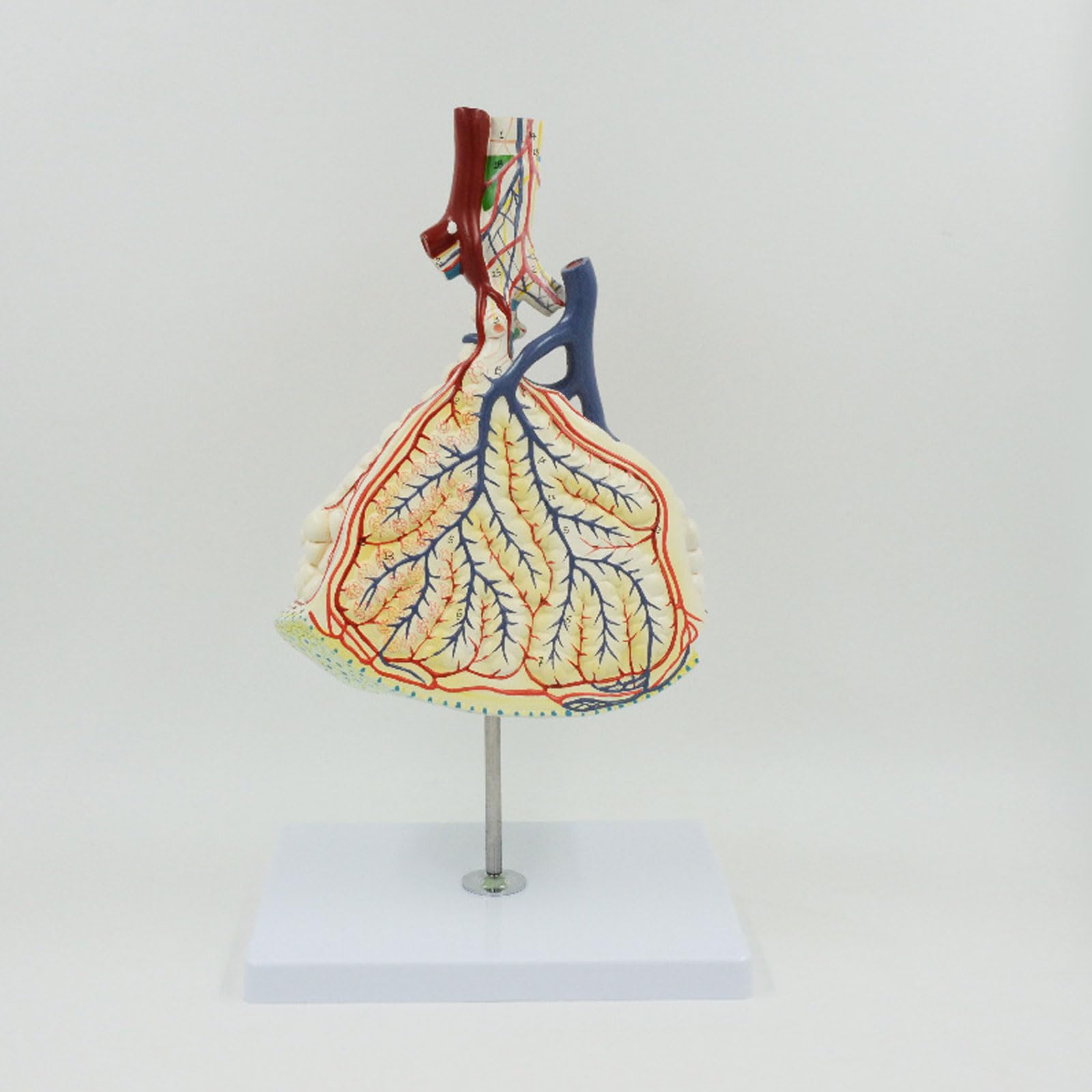 Anatomiczny, Medyczny Model Płuc, Model Powiększania Płata Płata Płucnego, Anatomiczne Modele Narządów, Materiały Dydaktyczne Wykonane Z PCV