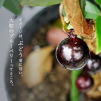 ジャボチカバ実生苗　 575 ジャボチカバ実生苗 575