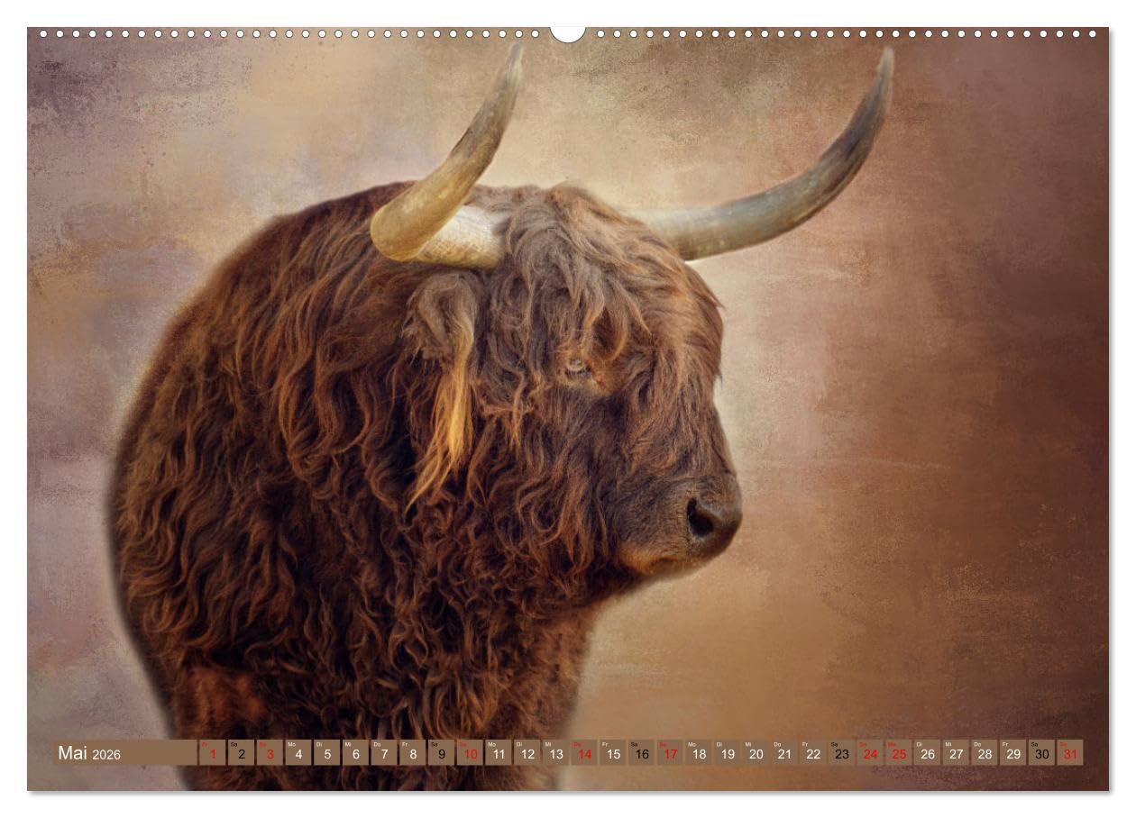 Hochlandrinder - Zottelige Schönheiten (Wandkalender 2026 DIN A2 quer), CALVENDO Monatskalender: Die Models unter den Kühen in eindrucksvollen Bildern (CALVENDO Tiere)