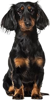 Fensterbild Dachshund I Dackel I beidseitig bedruckt I 37,6 x 28,5 cm I statisch haftend I wiederverwendbar I dv1320