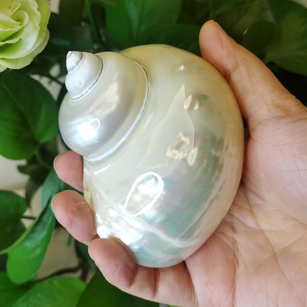 Large Polished Turbo Shells, White Hermit Crab Seashell Decoration Aquarium Original Sea Home Decoration Natural Craft Snail 3.5 inch-4 inch