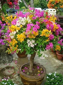 “Multicolor Bougainvillea Live Plant (Grafted) – 5-6 Vibrant Colors | Healthy Flowering Plant for Home Garden, Patio & Landscaping”
