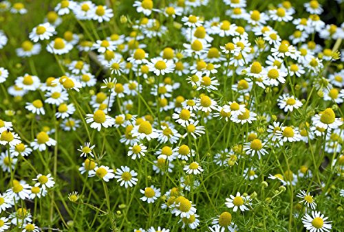 Nika Seeds - Herb German Chamomile Medicinal - 2500 Seeds #TOP6