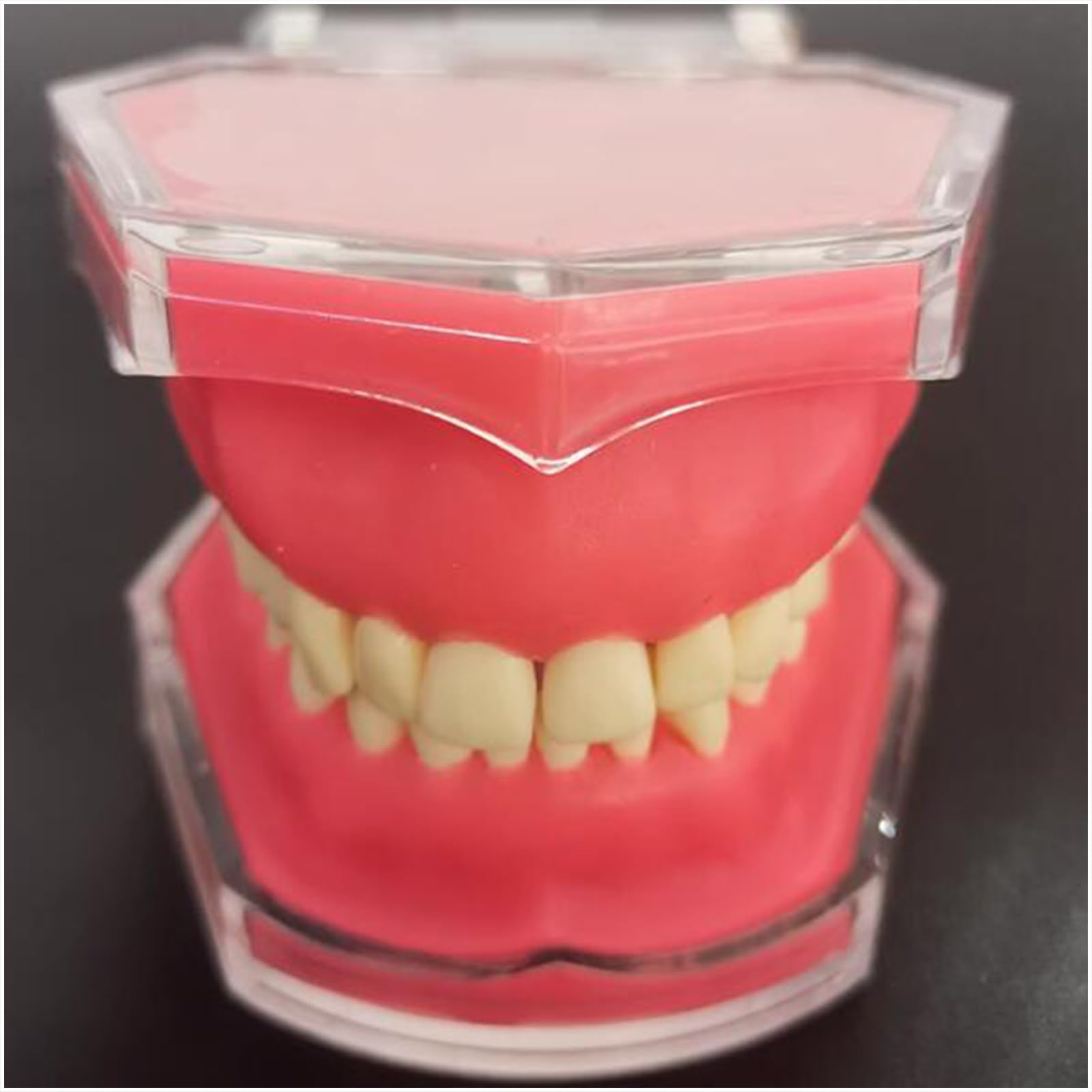 Modello di Estrazione Dentale, Modello Dentale in Resina a Bocca Intera, per la Comunicazione Pratica, Ornamenti clinici, sussidi didattici per l'odontoiatria