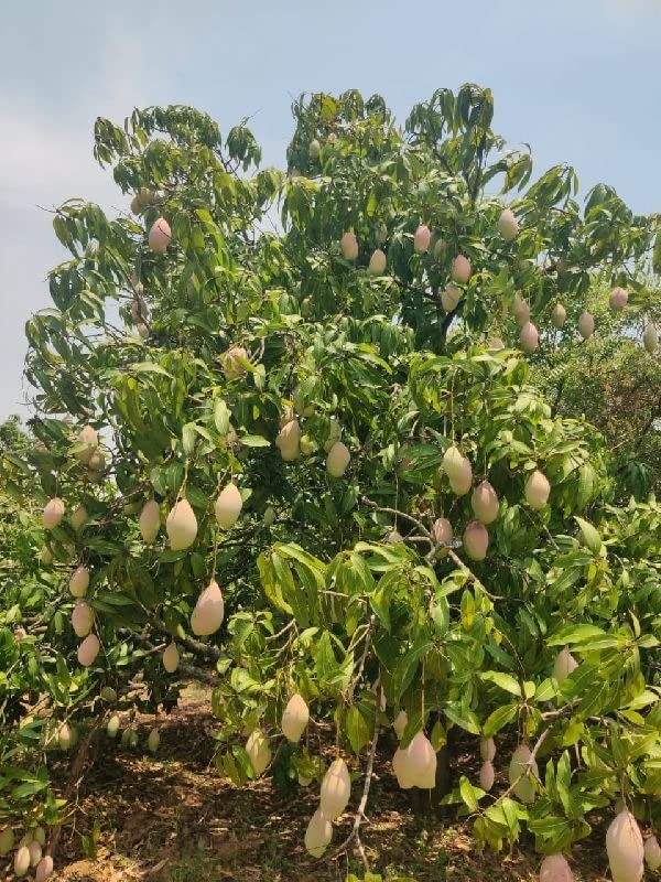 Cloud Farm Totapuri Mango Hybrid Live Plant-Grafted Healthy Outdoor Plant CF_306 (B0BDXPDTZ4) Amazon Price History, Amazon Price Tracker