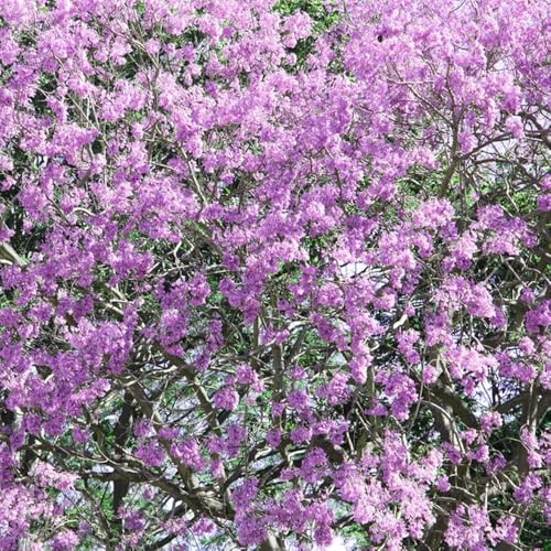 100 piezas semillas de jacarandá - semillas decoracion de balcones balcón