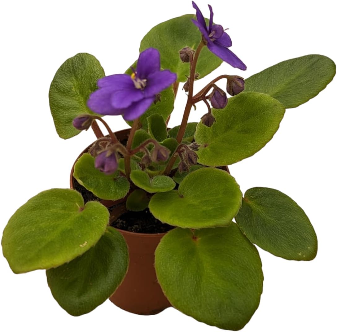 Miniature African Violets Live Plants, 5 Pack, 2 inch Pots, for Terrariums, Home & Office Decor, Gifts - Image 3
