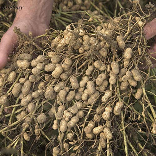 ScoutSeed Pack / 50Pcs: Semilla de cacahuete S5DY de alta calidad y alto rendimiento para productos agrAcolas.