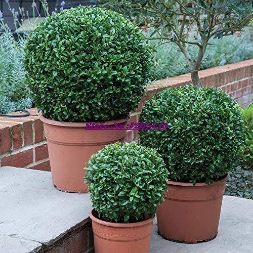 Homely Excellent Pot Seeds, 50Pcs/Lot Buxus Sinica, Boxwood Seed Bonsai Seed DIY Home Garden Bonsai Seeds