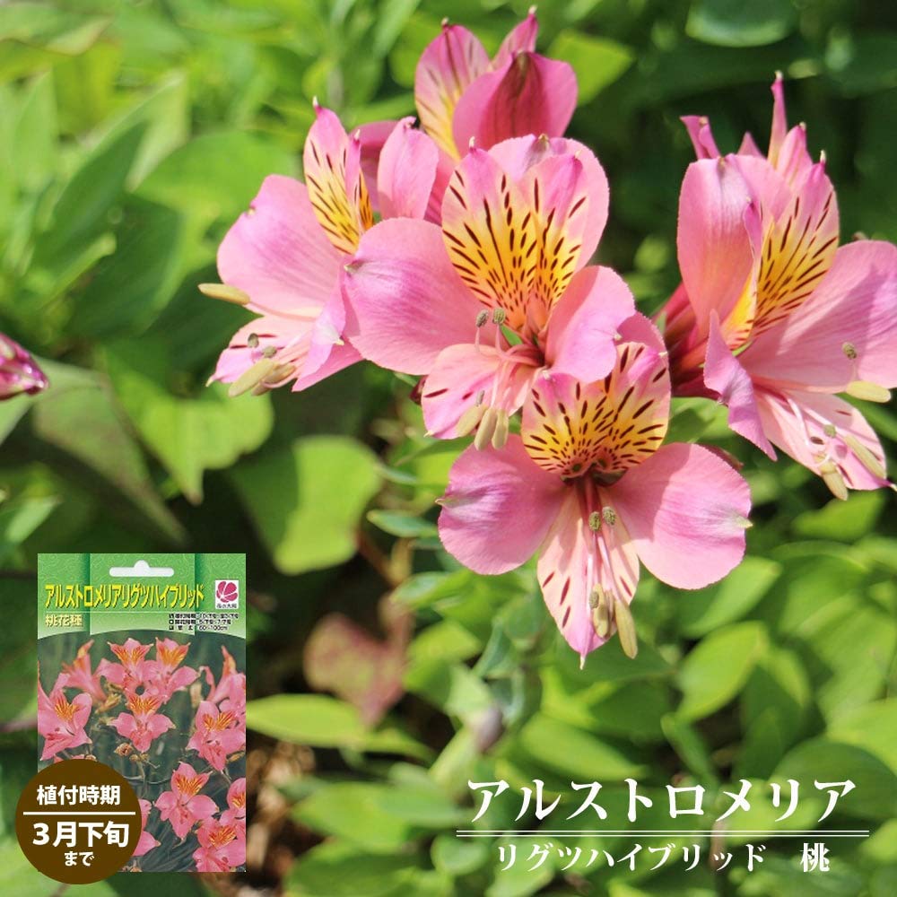 Amazon.co.jp: 【アルストロメリア】 リグツハイブリッド 桃