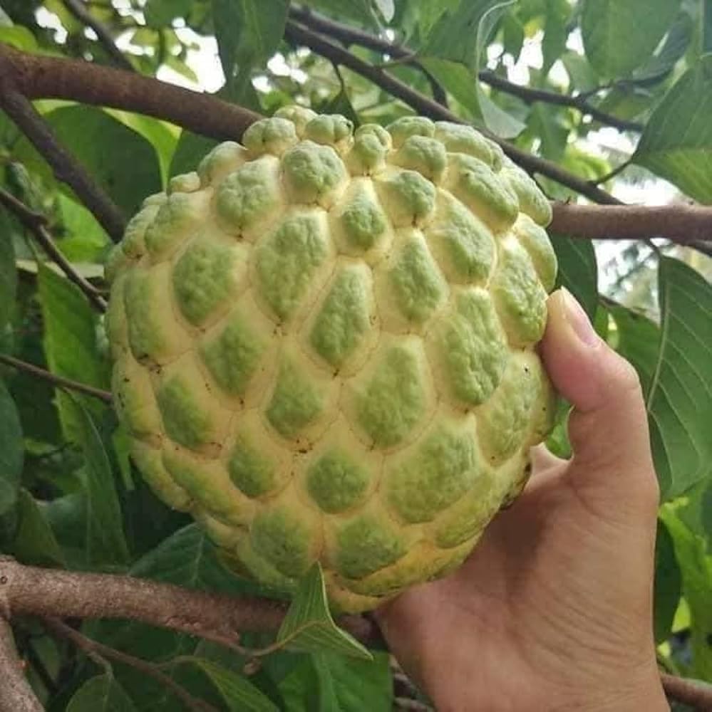 BHUMI ENTERPRISE Giant Kg Sita Phal Live Plant,Annona Squamosa (Grafted) Sugar Apple, Custard apple,Annona Diversifolia,Hara Ilama Plant, Sharifa,Sabuj Aata (Aprox 1 Kg Weighted Fruit) Height 1-2ft (B0D7WDVKLL) Amazon Price History, Amazon Price Tracker