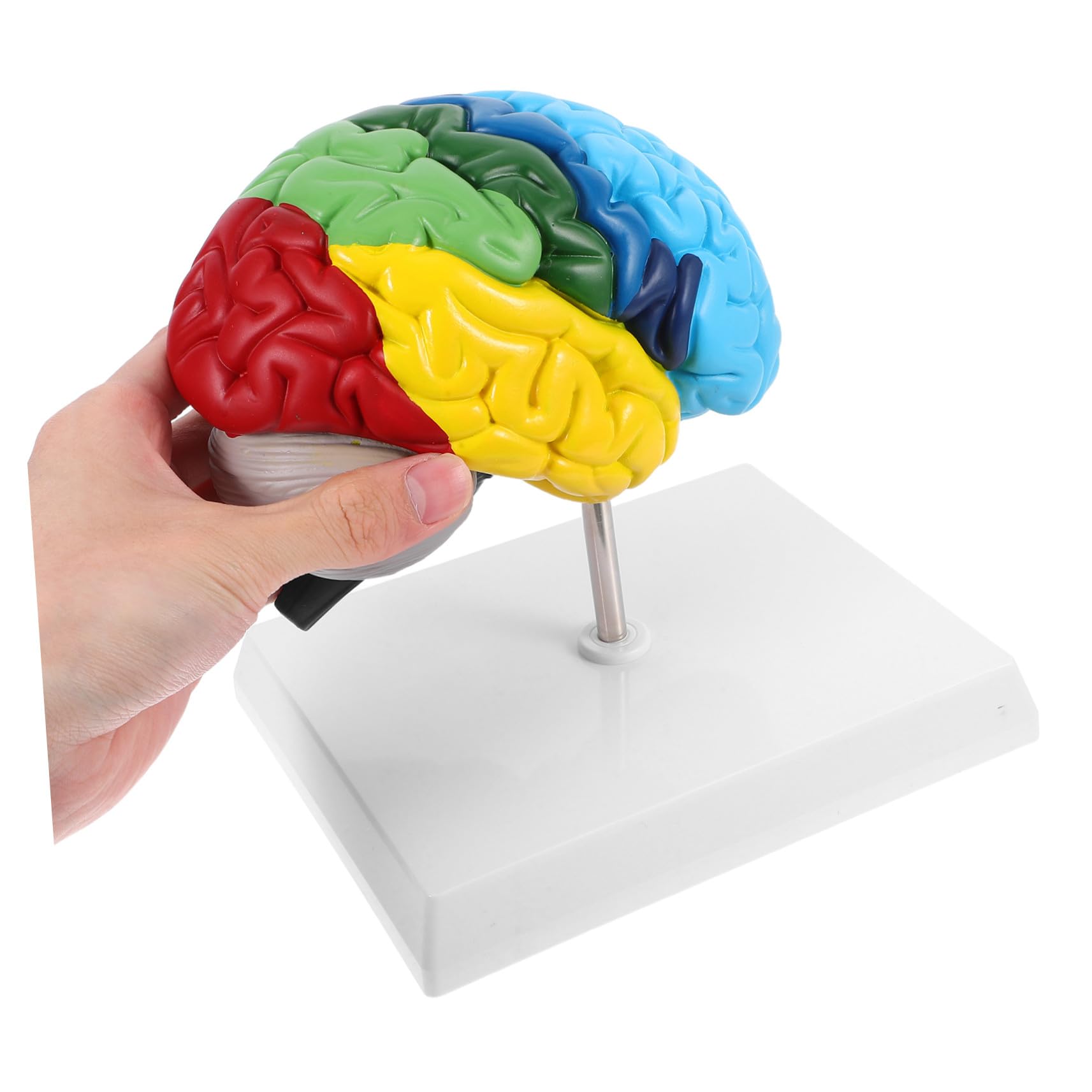 Pvc Modello Anatomico Cervello Umano 1: 1 per Studio Medico