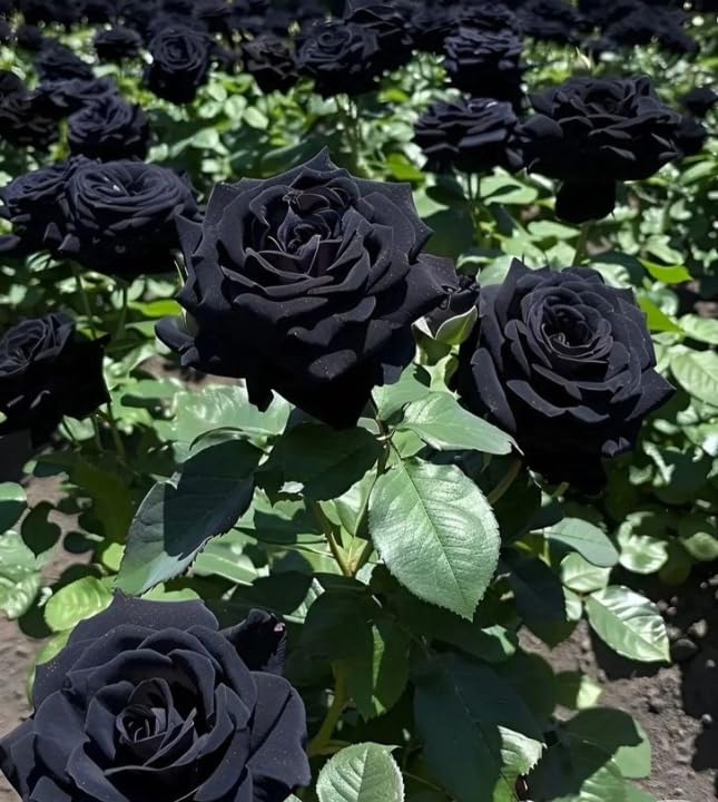 Live Rose Plants, Hardy Perennial Roses with Fragrant Blooms for Patio Container Garden/that Grow Fast/Golden Jade Carving-3 Root-A
