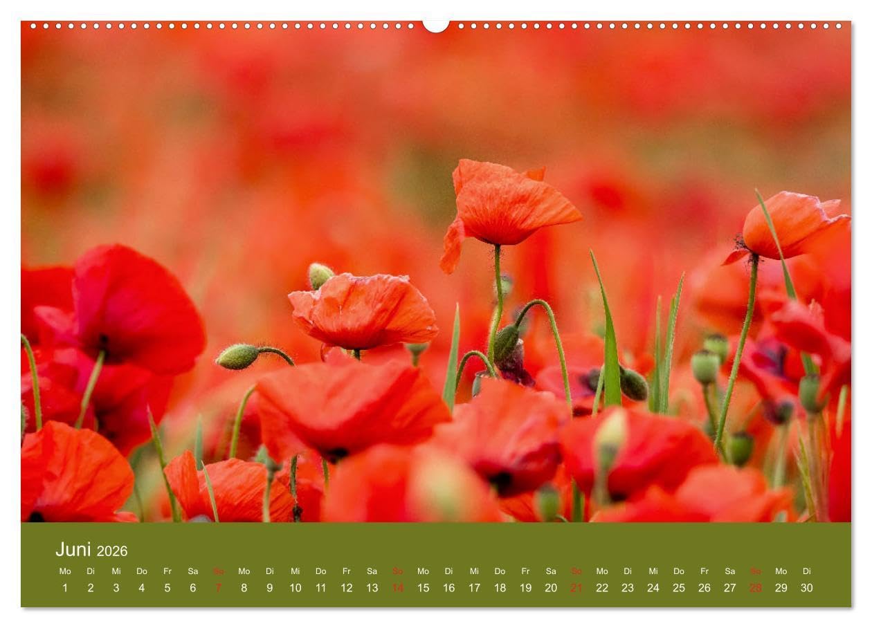 Mohnblumen Romantik (hochwertiger Premium Wandkalender 2026 DIN A2 quer), Kunstdruck in Hochglanz: Mohnblumenfelder und Blüten (CALVENDO Orte)