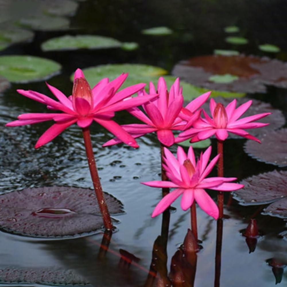 Lily Pond Store -Red Flare Live Tropical Night Bloomers Waterlily Plant (B0B7WXPX5W) Amazon Price History, Amazon Price Tracker