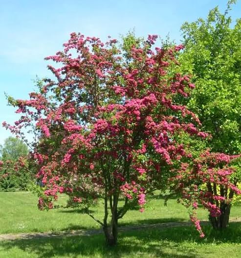 50Pcs red Hawthorn Tree Seeds