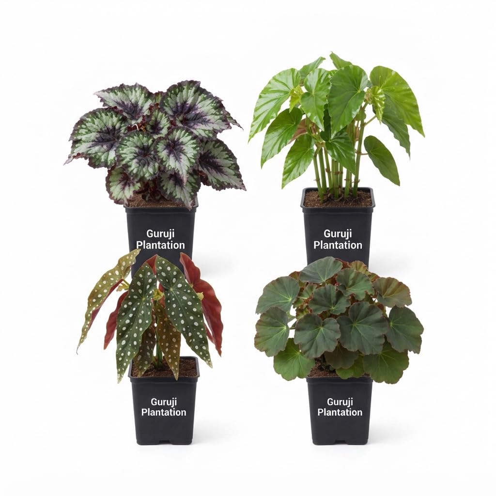 Guruji Plantation Live Combo of 4 Begonia Plants (Rex, Green, Maculata and Geranium Red) Indoor Decorative Home-image-41