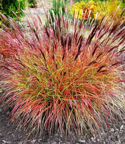 BALDUR Garten 1x Chinaschilf Red Chief, Pflanze im 9x9 cm-Topf, Miscanthus sinensis, winterharte Staude, Chinagras, trockenresistent, Wasserbedarf gering, für Standort in der Sonne geeignet