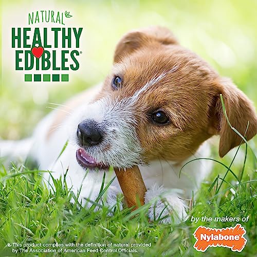 Image of Nylabone Healthy Edibles Natural Dog Chews Long Lasting Bacon Flavor Treats for Dogs, Small /Regular (1 Count) (Pack of 2)