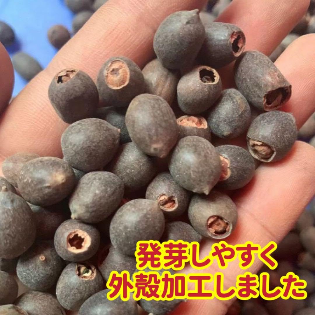 Amazon.co.jp: ミニハスの種 茶碗蓮 ハスの種 屋内外植付け可能 お得な