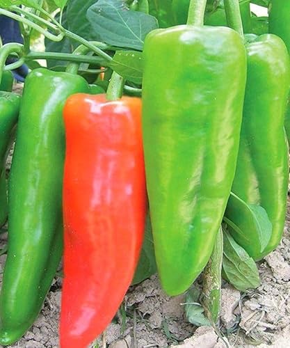 Miniatura 3 de Planta de pimiento Marconi gigante - Italiano - Rojo dulce - 50 piezas