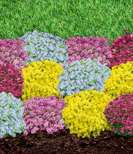 BALDUR Garten Staudenbeet 'Blütenteppich',12 Pflanzen, farbenfrohe Blütenpolster, bienenfreundliche Dauerblüher, anspruchslos und pflegeleicht, mehrjährig, winterhart