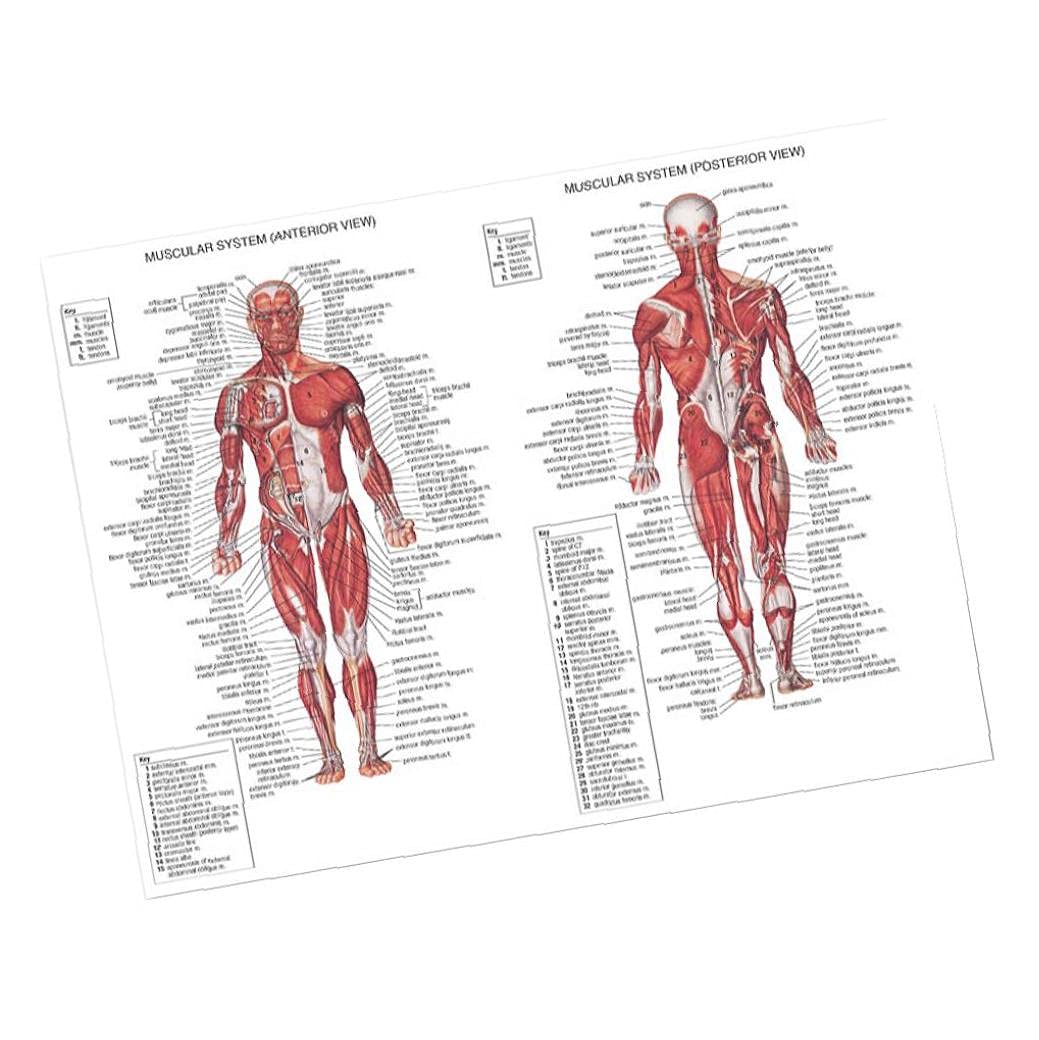 Muscular System Anatomical Poster Muscle Spinal Nerves Anatomy Chart Educational Skeleton Model Wall Poster Decor for Classrooms Hospital Laboratory Medicine Poster