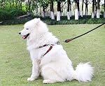 MayPaw 4FT/6FT/8FT/10FT Poignée de chien, Couleurs solides classiques, Corde de nylon solide Poignées de chien renforcé avec connexion sur mesure en cuir Fermoir en argent lourd (8ft*1/2", noir)