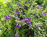 Grow Your Secret Garden