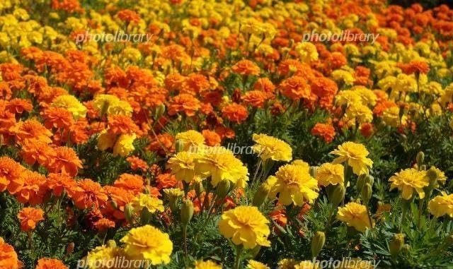 天然マリーゴールドの花種 1万粒 ＋選べる粗品プレゼント マリー