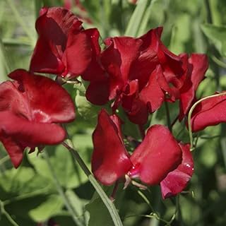 PREMIER SEEDS DIRECT Sweet Pea - Winston Churchill - 110 Finest Seeds