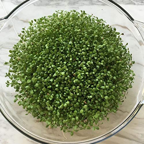 Creative Farmer Vegetable Seeds Leafy Sprouts Clover Seeds - Clover Microgreens Seeds Seeds For Gardening Home Garden Seeds (B07N47H65Y) Amazon Price History, Amazon Price Tracker