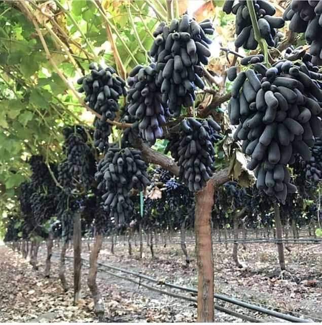 See full amazon price history chart for Sarika Nursery Grapes Plant/Hybrid Plant/All Time Sarika Nursery Grapes Plant/Hybrid Plant/All Time (B0C3RDM5QV) Amazon Price History, Amazon Price Tracker