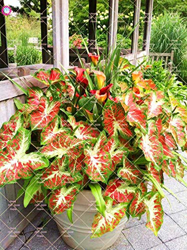 bananenpalme zimmerpflanze XXL Bananenpflanze kaufen – Green Me Up main image 1