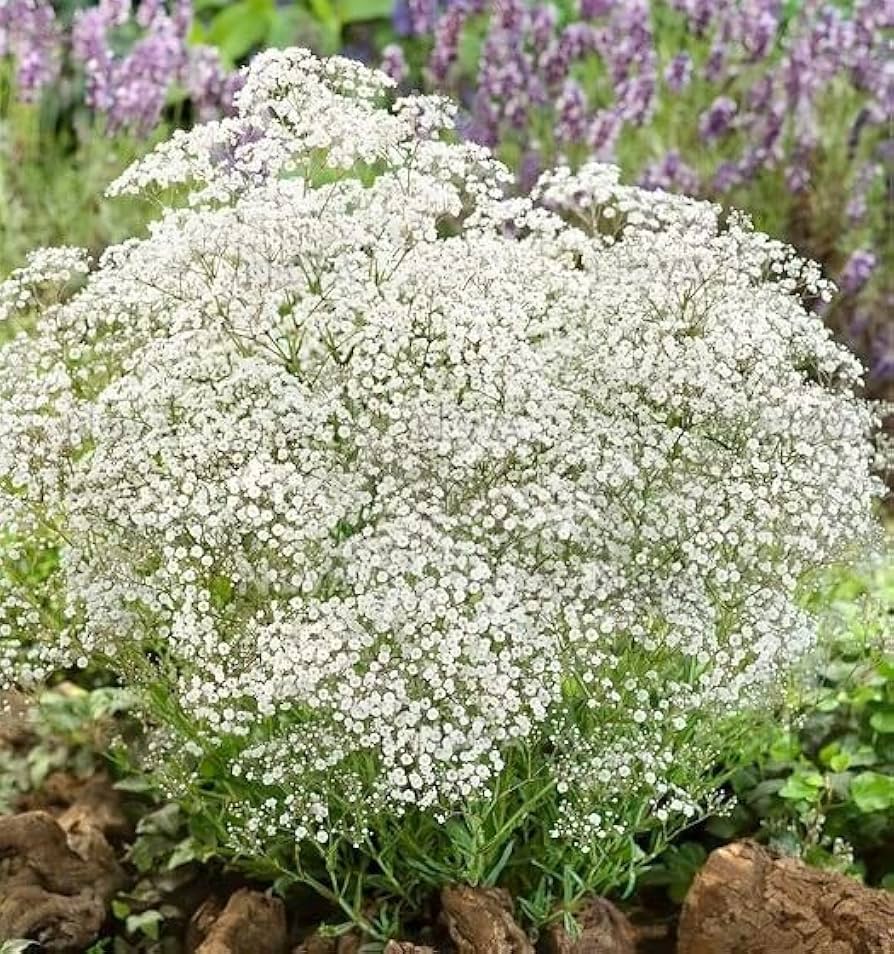 Amazon.com : Votaniki Gypsophila Summer Sparkles Bulbs