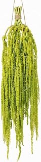Natural Dried Wisteria Hanging Flowers - 30 Inch Bleached White Amaranthus Vine for Wedding Arch, Boho Home Decor, Wall Floral Arrangement and Vase Filler (Green-12pcs)
