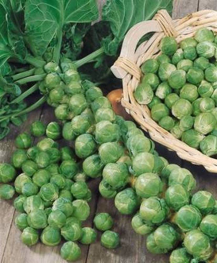 PLANTOGALLERY Vegetable Seeds | Brussel Sprout Vegetable Seeds For Gardening (20 Seeds Pack) (B09B2LKQB2) Amazon Price History, Amazon Price Tracker