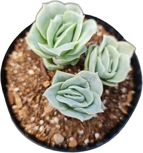 Plantas suculentas vivas Echeveria Plantas (4 "Pot Lovely Rose)