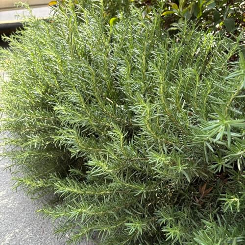 semi di rosmarino biologici - decorazione balcone esterno resistenti cucina selvatiche 200pcs