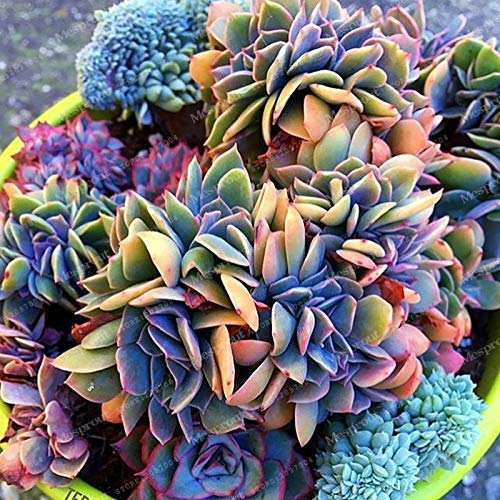 Best-Selling 100pcs Japanese Succulents Seeds Rare Indoor Flower Mini Cactus Seeds fleshier Plant Polygon Flower Seeds for Sale Best-Selling 100pcs Japanese Succulents Seeds Rare Indoor Flower Mini Cactus Seeds fleshier Plant Polygon Flower Seeds for Sale