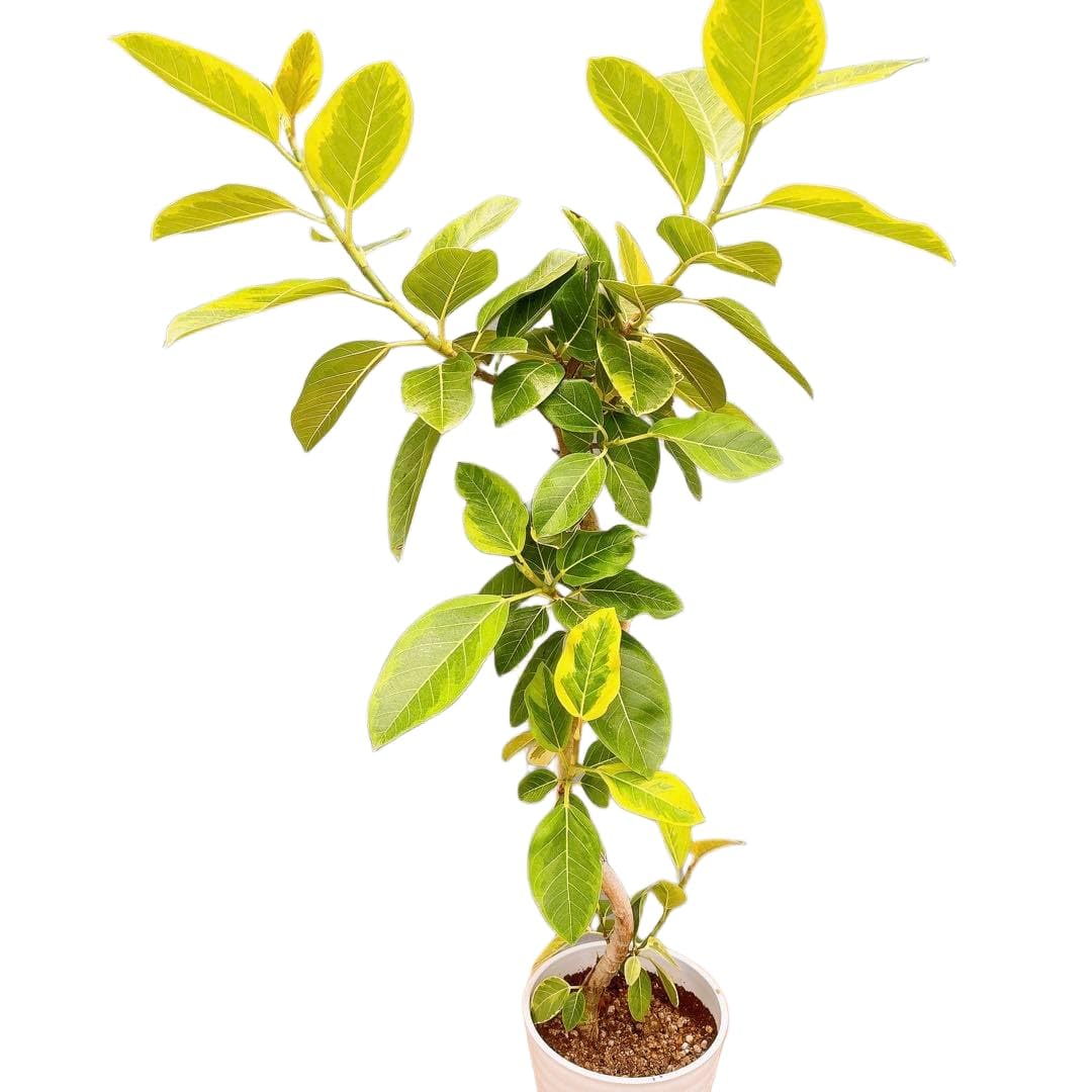 現品　フィカス　ゴムの木　アルテシマ　曲がり　25　観葉植物　インテリアグリーン Amazon.co.jp: フィカス ゴムの木 アルテシマ 曲がり 観葉植物