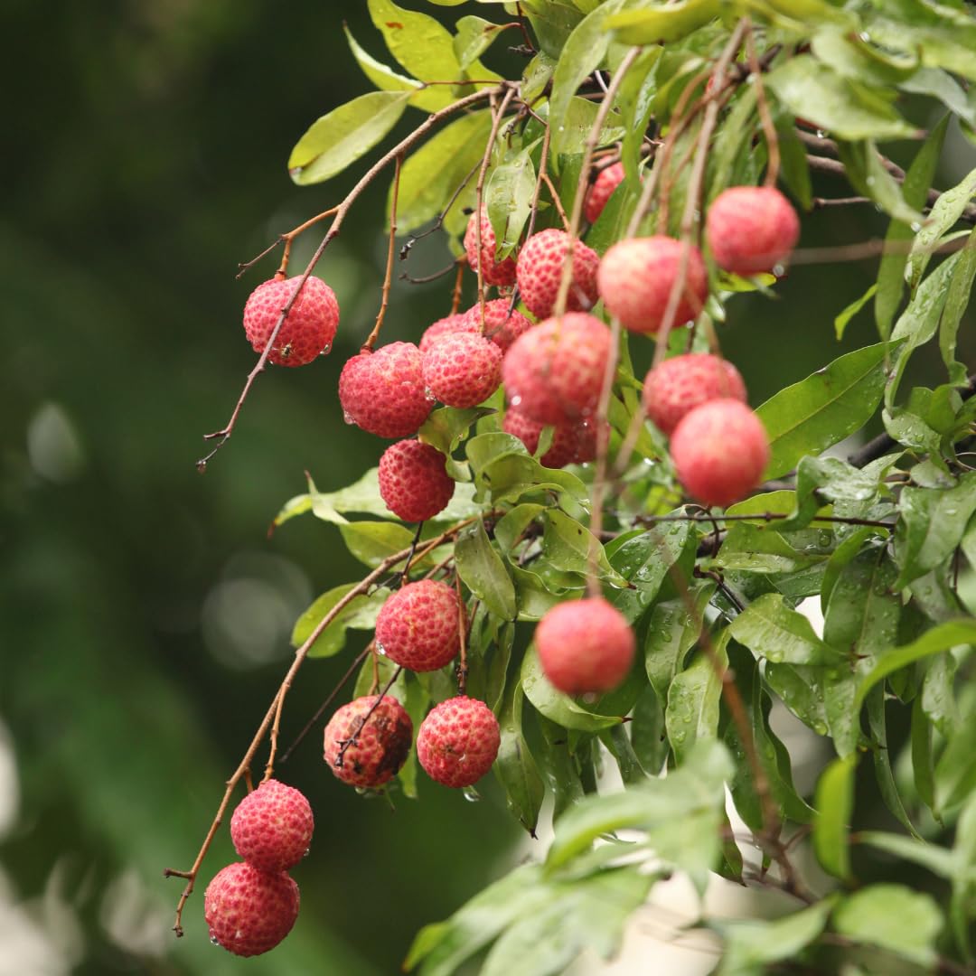 Litchi o Ciliegia Cinese Pianta da Frutto Esotico | Kway May Pink Litchi Chinensis - Vaso 18x35 cm Altezza 55 cm (fuori vaso)