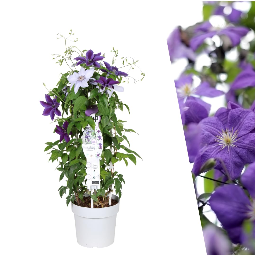 Plants by Frank Clematis Masa & Bernadine, Waldrebe Pflanzen Mix, Ø 23 cm