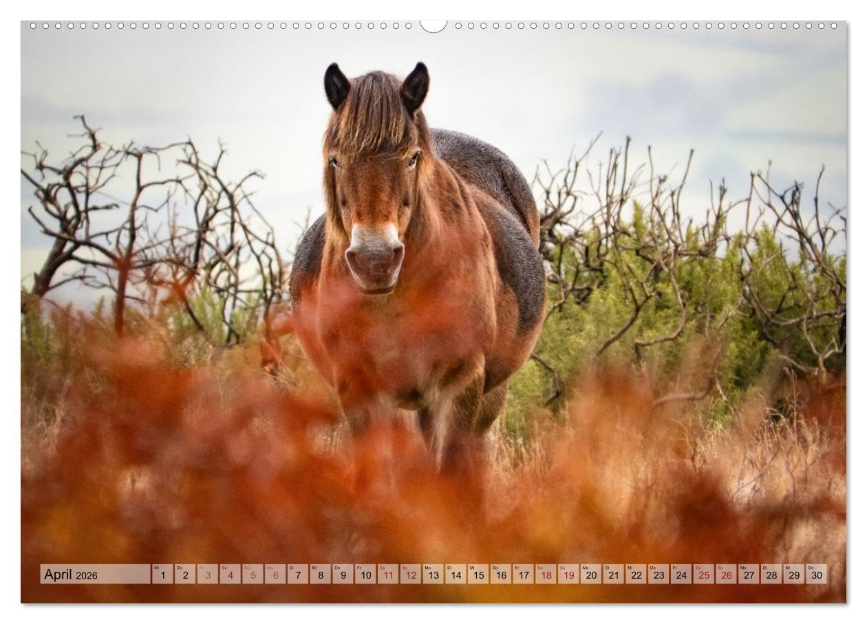 Wildperde - die Magie der Natur (hochwertiger Premium Wandkalender 2026 DIN A2 quer), Kunstdruck in Hochglanz: Magie wilder Pferde (CALVENDO Tiere)