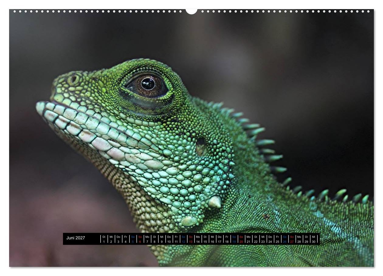 CALVENDO - Exoten-Kalender (Wandkalender 2027 DIN A2 quer), Monatskalender: Exotische Tiere, ein toller Wandschmuck im Büro oder zu Hause.