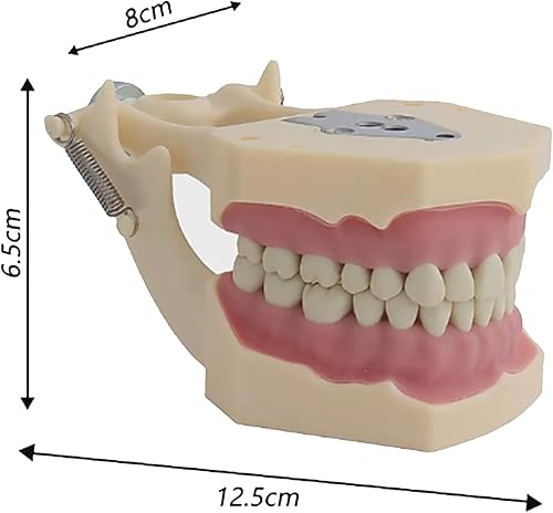 Miniatura 5 de Lxwyq 32 Tooth Model, Adult Gums Standard Typodont Demonstration Dental Teeth Model Teach Study Practice Teeth